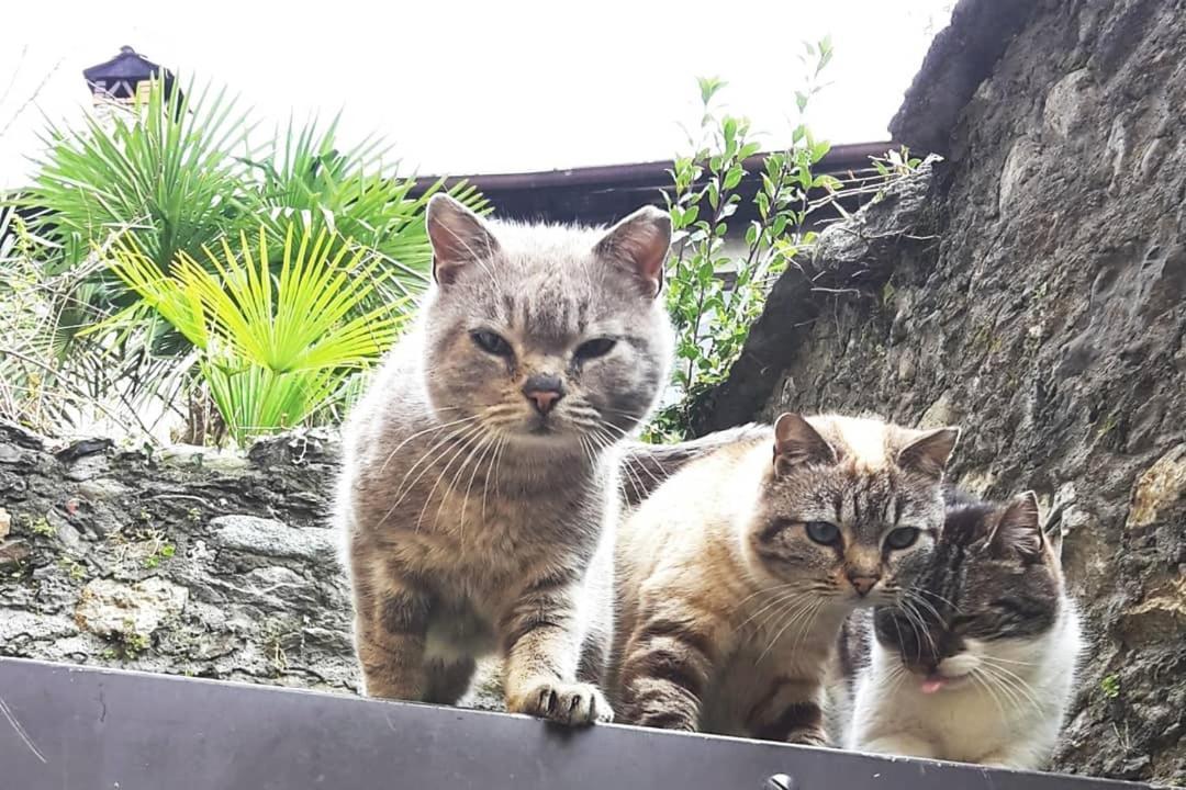 شقة House Of Cats دومازو المظهر الخارجي الصورة