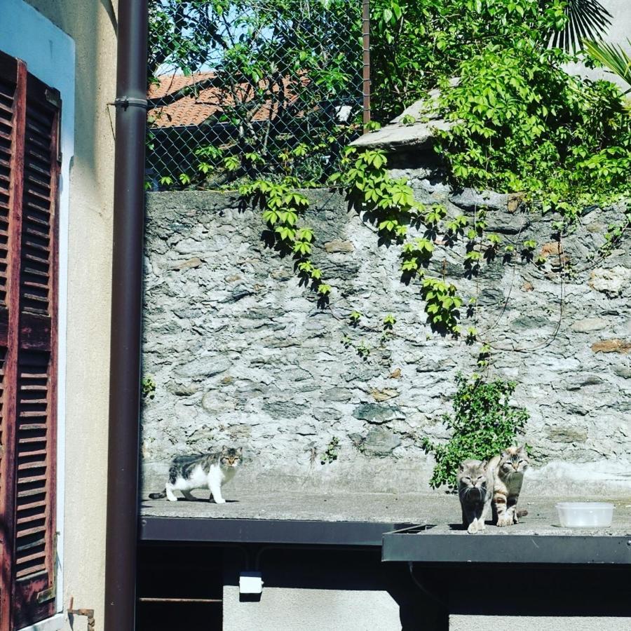 شقة House Of Cats دومازو المظهر الخارجي الصورة