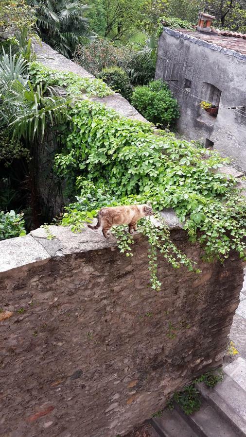 شقة House Of Cats دومازو المظهر الخارجي الصورة