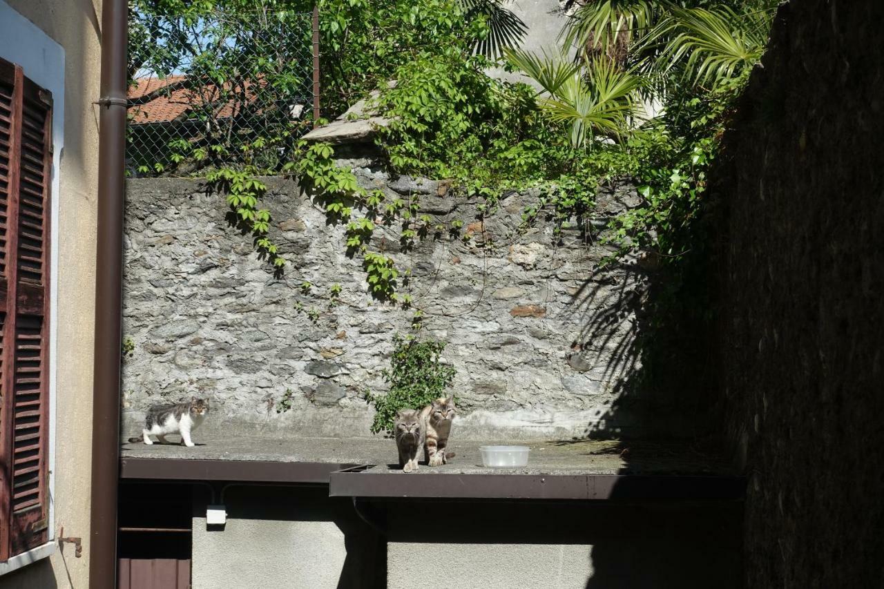 شقة House Of Cats دومازو المظهر الخارجي الصورة